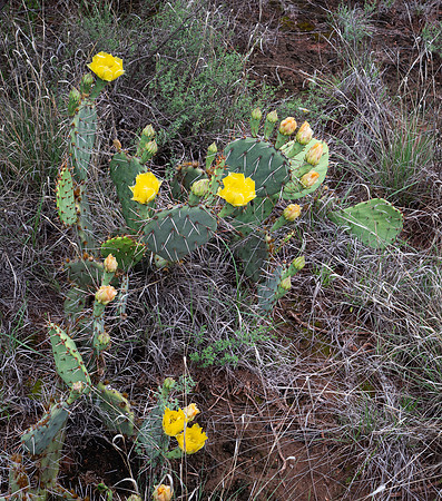 177. Texas Pricklypear PIMK9434