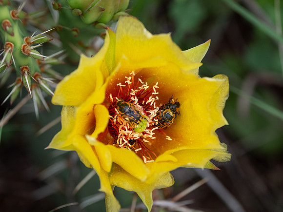 177b. Texas Pricklypear PMK96080