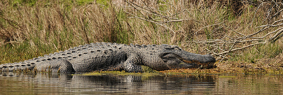 179. American Alligator MK1_0044