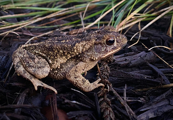 182. American Toad IMG_2965
