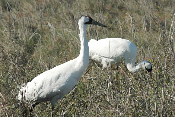 181. Whooping Cranes DSC_4749
