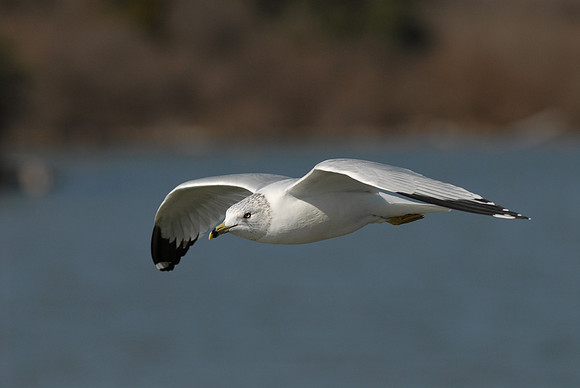 180. Ring- billed Gull 200_6119