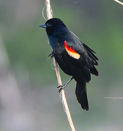 184. Red-winged Blackbird PMK92274