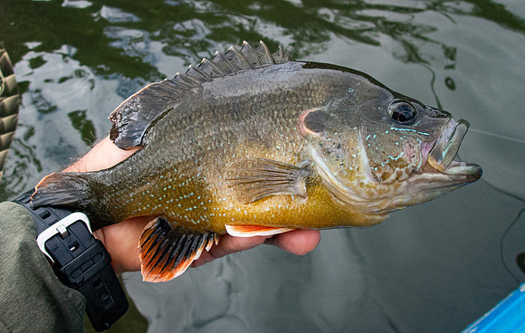 183. Green Sunfish P5050029