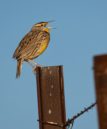 186. Eastern Meadowlark PMK93948
