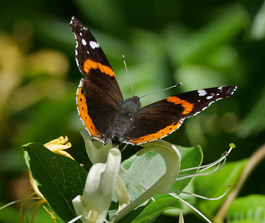 185. Red Admiral PMK92224