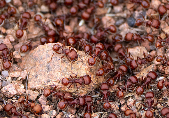 187. Harvester Ant P1079542