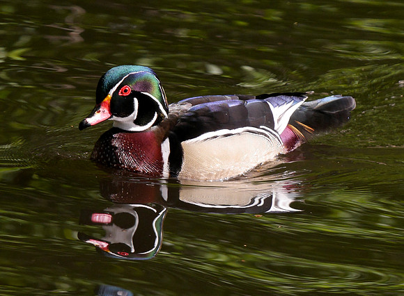 189. Wood Duck FW TX IN P1050409