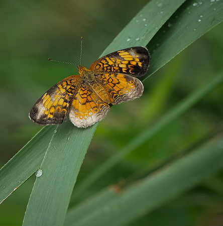 190. Pearl Crescent Ray Roberts Lake PMK92758
