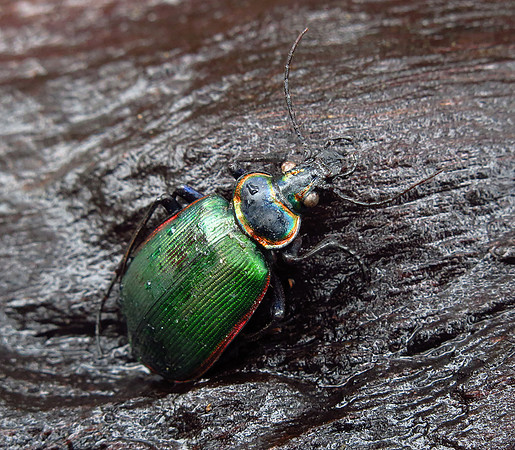 188. Fiery Searcher Purtis Creek SP TX 2015 i nat IMG_0425