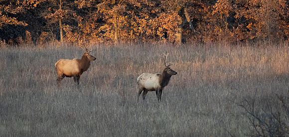 191. Elk WMWR PMK93891