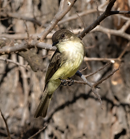 193. Eastern Phoebe ONP 1 2026 PMK94060