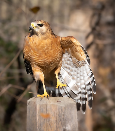 192. Red Shouldered Hawk ONP 12 2025 1 P1089639-2