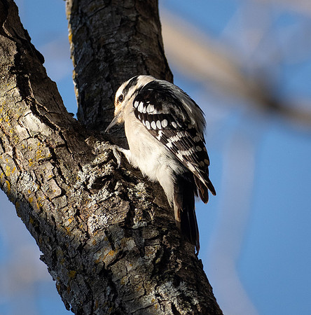 194. Downy Woodpecker ONP 1 2026 PMK94030