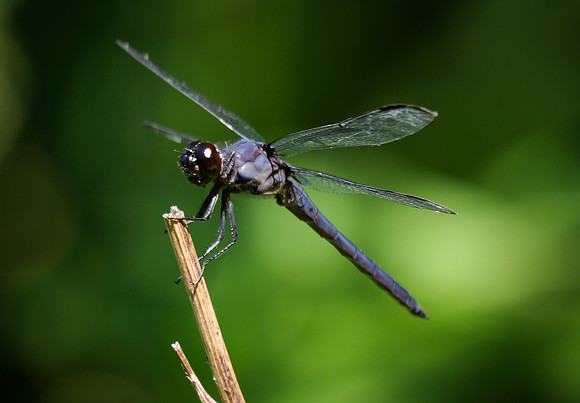 197. Slaty Skimmer ONP PMK93268