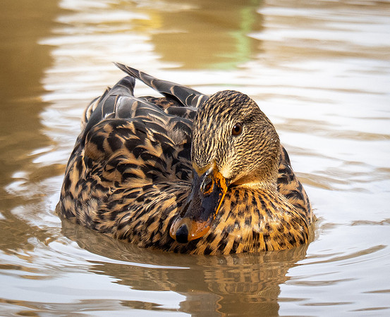 196. Mallard Hen ONP 1 2026 P1040402