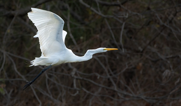 200. Great Egret PMK94135