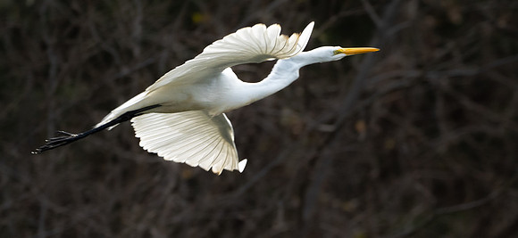 201. Great Egret PMK94143
