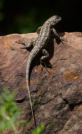 198. Texas Spiney Lizard ONP PMK91517