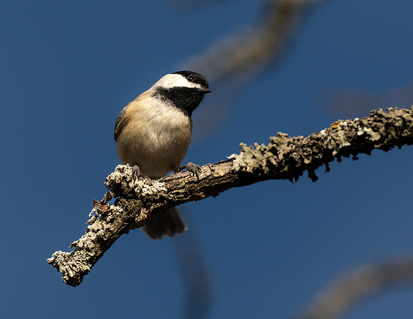 203. Carolina Chickadee