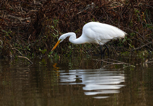 202. Great Egret PMK94101