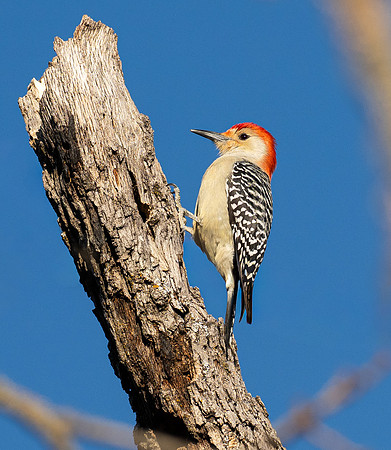 204. Red-belied Woodpecker 5 PMK94172