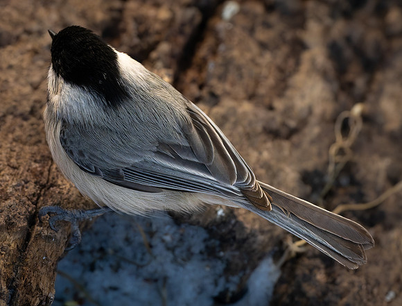 203a. Carolina Chickadee PMK94408