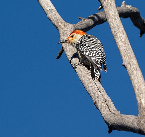 204b. Red-bellied Woodpecker 9 PMK94198