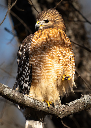 205. Red-shouldered Hawk 20 PMK94374