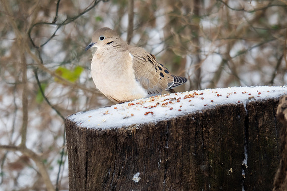 206. Mourning Dove P1250515