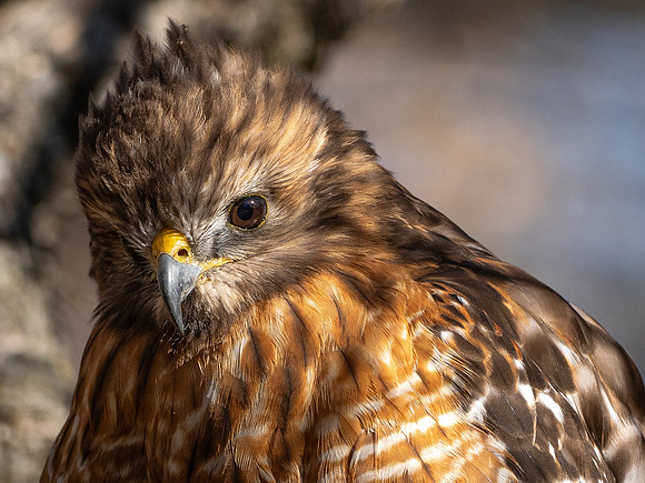 205b. Red-shouldered Hawk 18 PMK94337