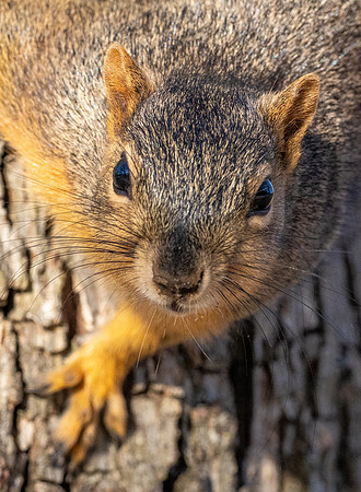 207. Eastern Fox Squirrel PMK94154
