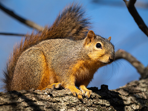 207a. Eastern Fox Squirrel PMK94156