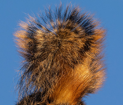 207b. Eastern Fox Squirrel PMK94179