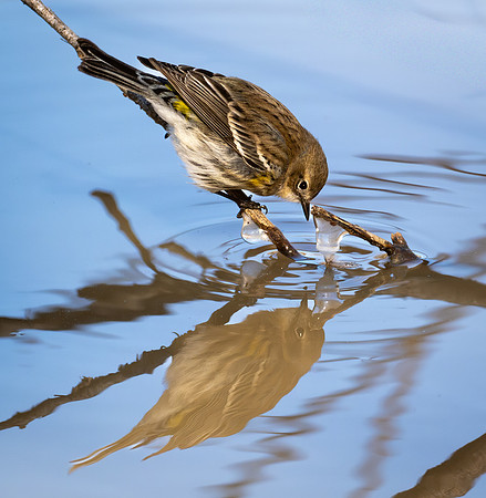 208. Yellow-rumped Warbler PMK94416