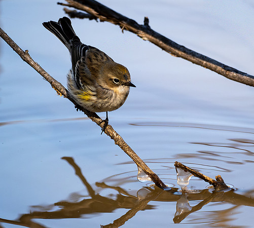 208b. Yellow-rumped Warbler PMK94415
