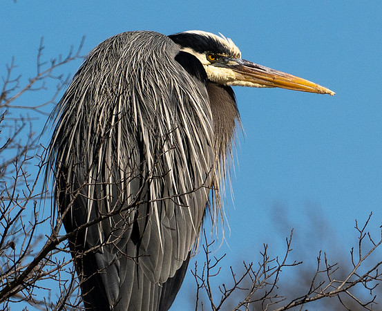 209. Great Blue Heron PMK94469