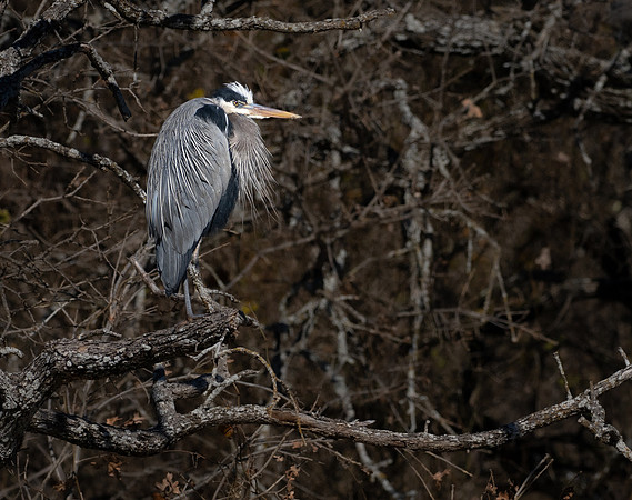 209b. Great Blue Heron PMK94462