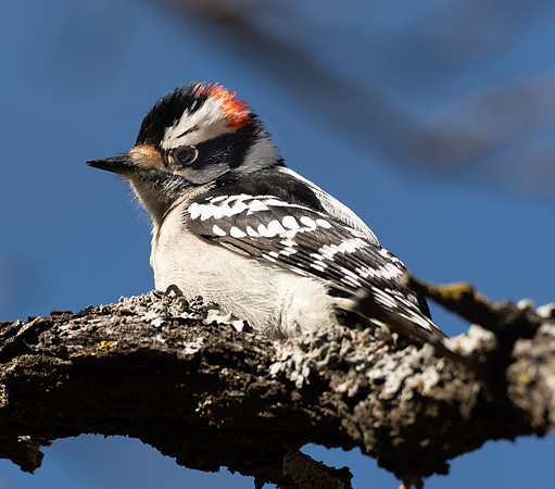 211. Downy Woodpecker Male PMK94485