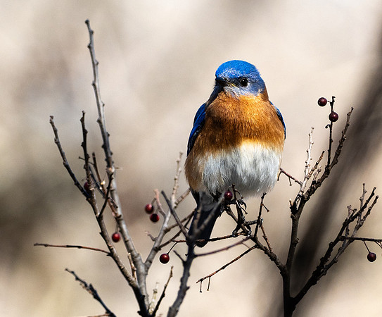 212. Eastern Bluebird PMK94515