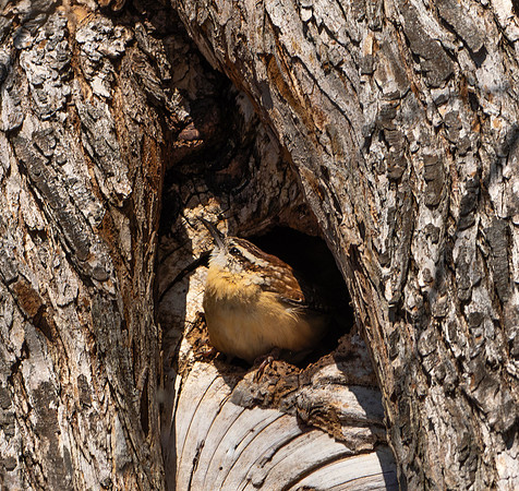 210. Carolina Wren PMK94435