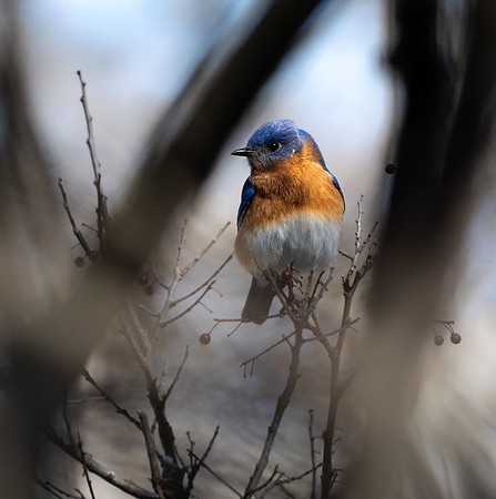 212a. Eastern Bluebird PMK94512
