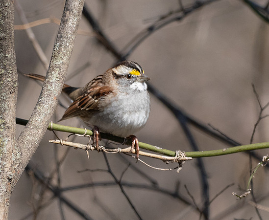 213. White-throated Sparrow PMK94527