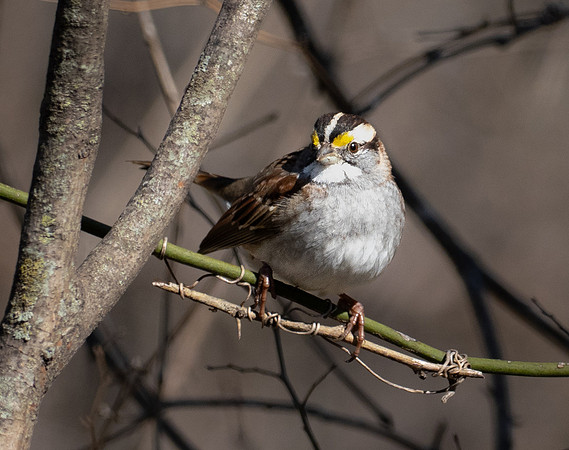 213a. White-throated Sparrow PMK94530