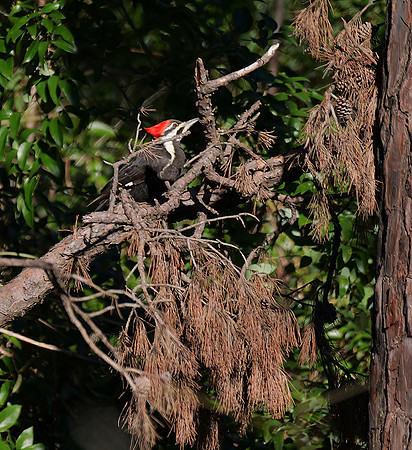 214. Pileated Woodpecker PMK90081