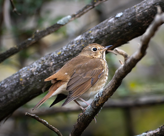 215. Hermit Thrush
