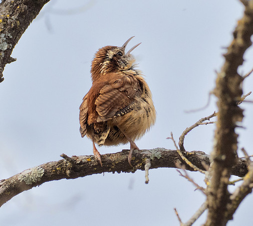 217. Carolina Wren