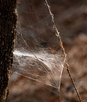 Spider Web