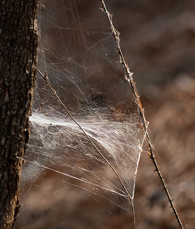 Spider Web