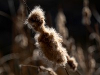 Cattails